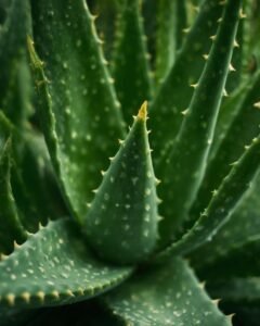 aloe vera