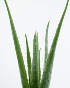 aloe vera