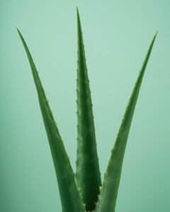 aloe vera