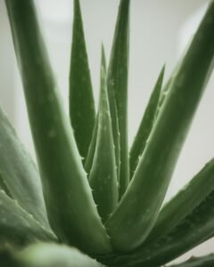 aloe vera