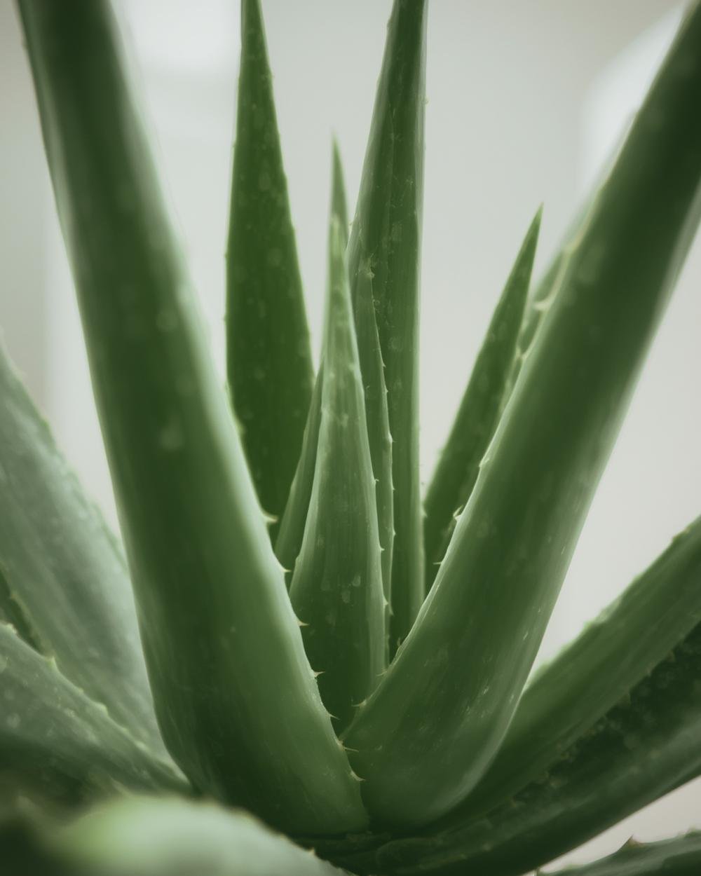 aloe vera