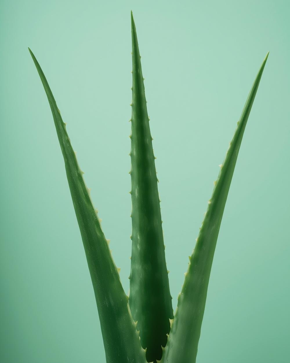 aloe vera