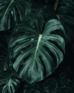 monstera plant