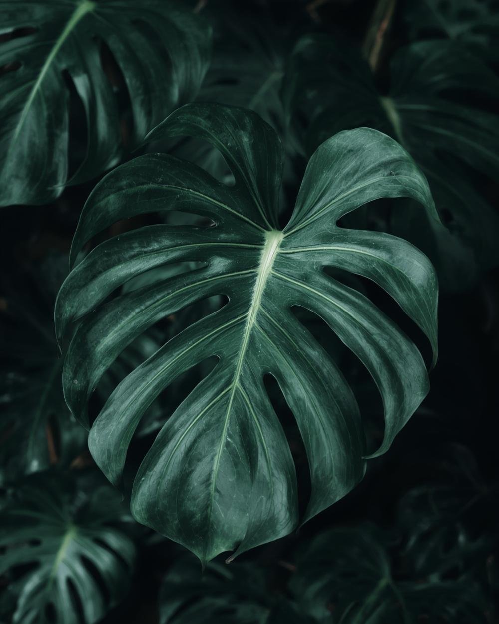 monstera plant
