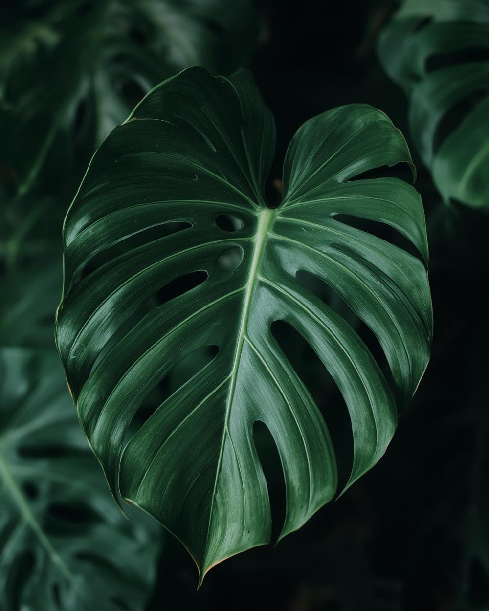monstera plant