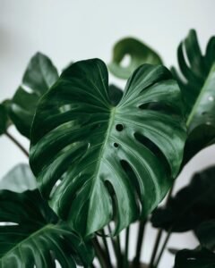monstera plant