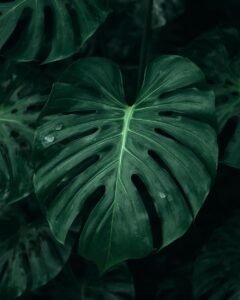 monstera plant