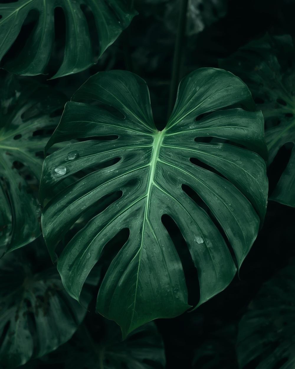 monstera plant