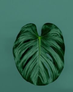 monstera plant