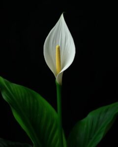 peace lily plant