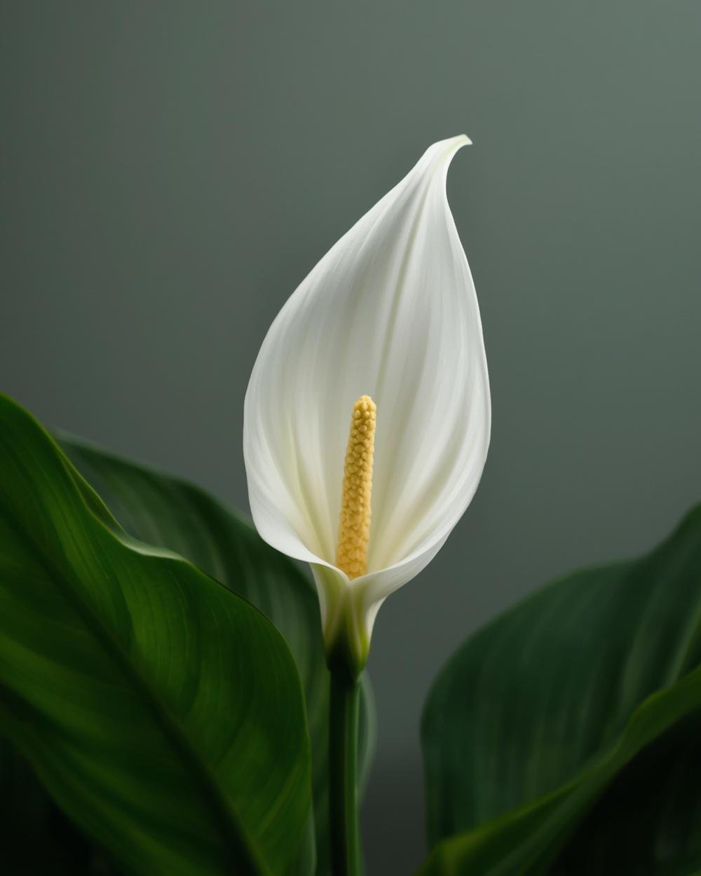 peace lily plant
