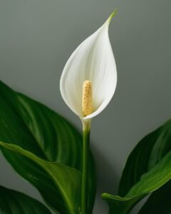 peace lily plant