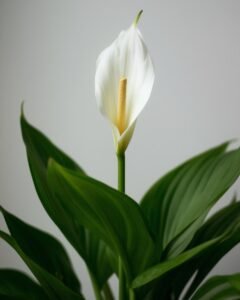 peace lily plant