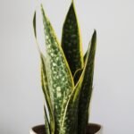 Snake Plant Care Guide: Benefits, Watering & Light