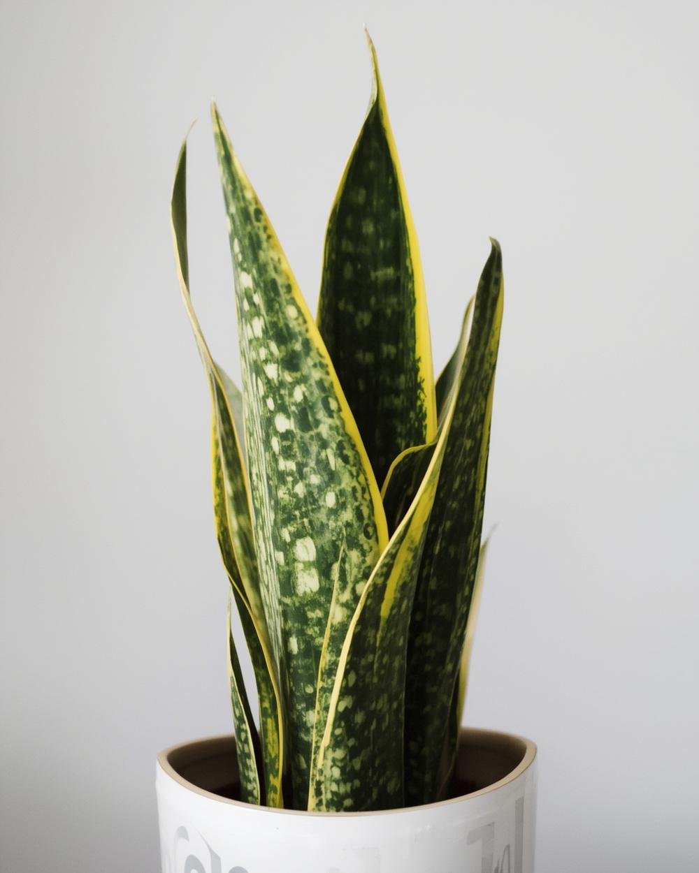 snake plant