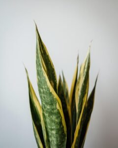snake plant