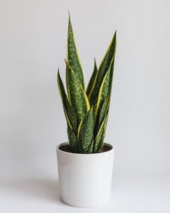 snake plant