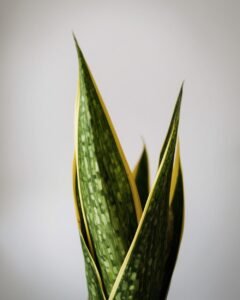 snake plant