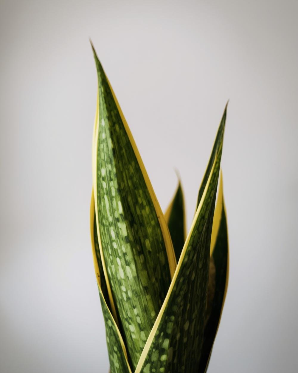 snake plant