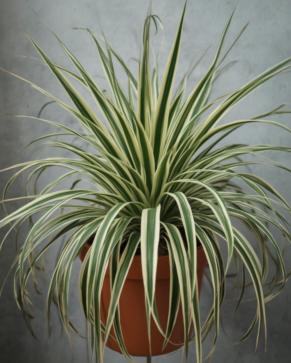 spider plant
