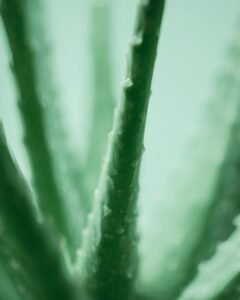 aloe vera