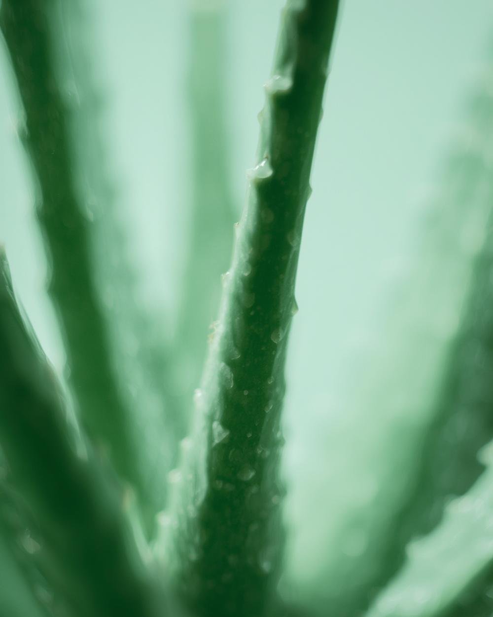 aloe vera
