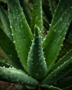 aloe vera