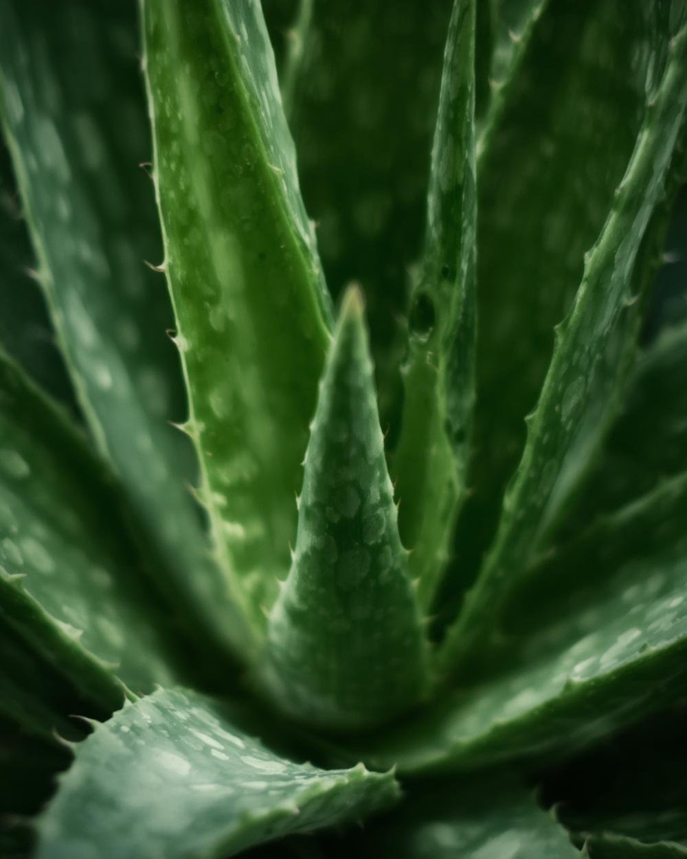 aloe vera