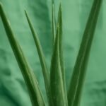 Aloe Vera Plant Care: Watering, Light & Uses