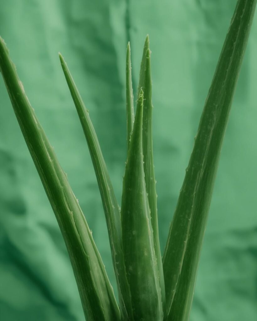 aloe vera