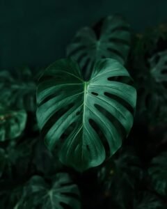 monstera plant