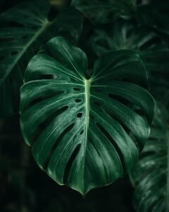 monstera plant