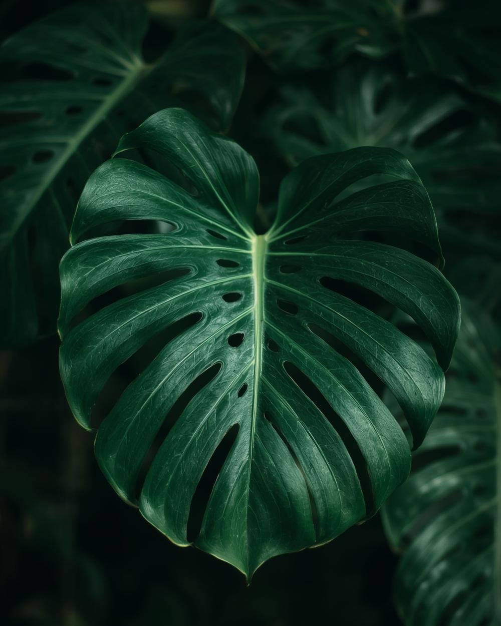 monstera plant