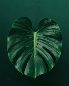 monstera plant