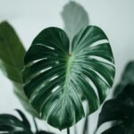 Monstera Plant Care: How to Grow a Healthy Monstera