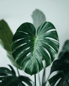 monstera plant