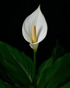 peace lily plant