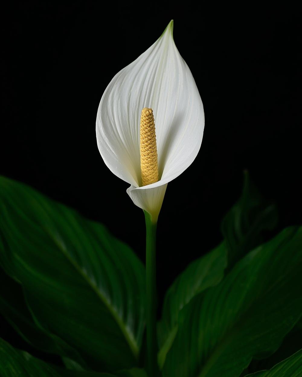 peace lily plant