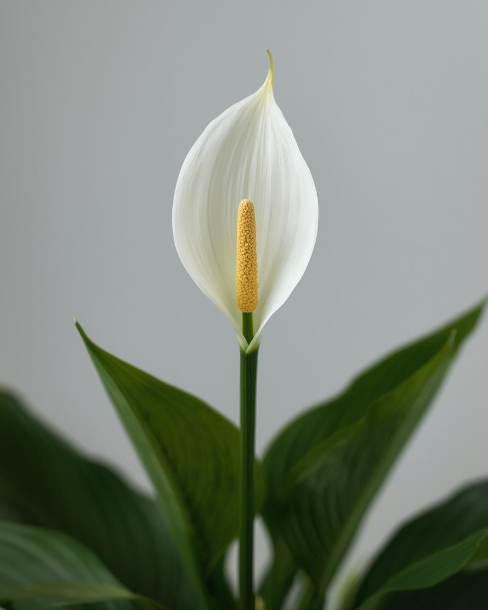 peace lily plant