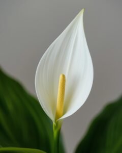 peace lily plant