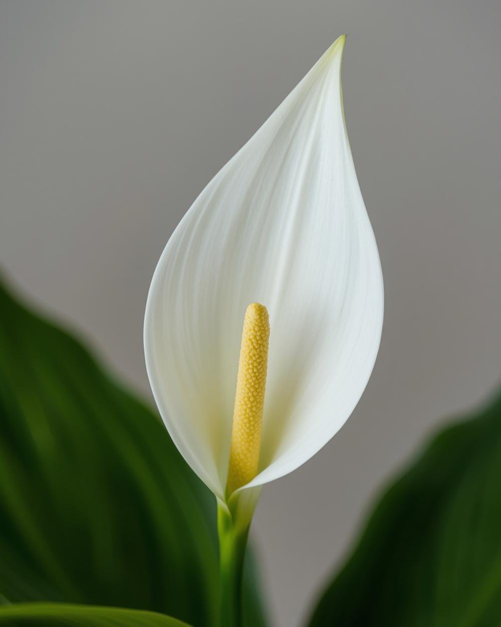 peace lily plant