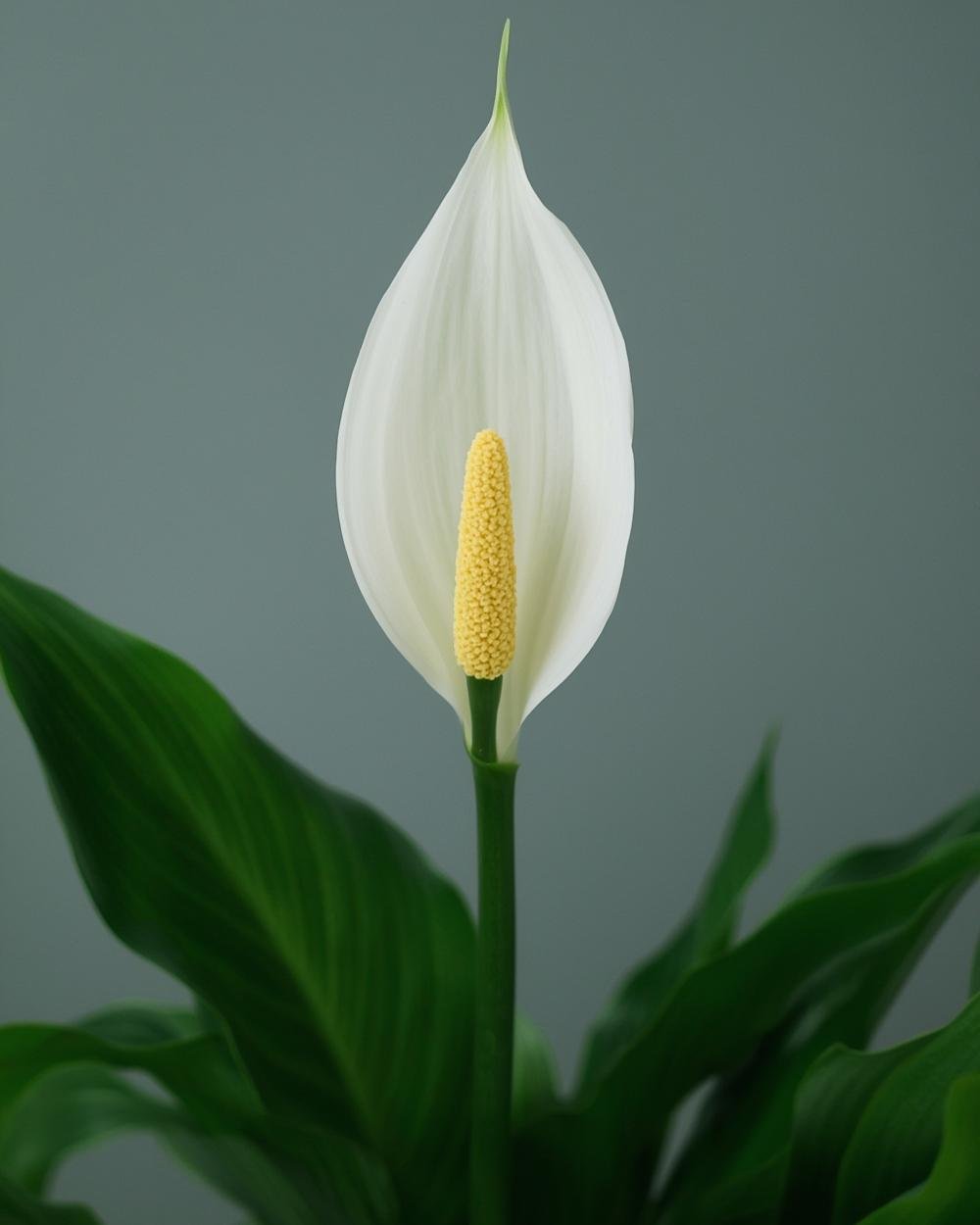 peace lily plant