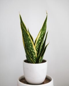 snake plant