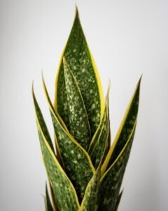 snake plant