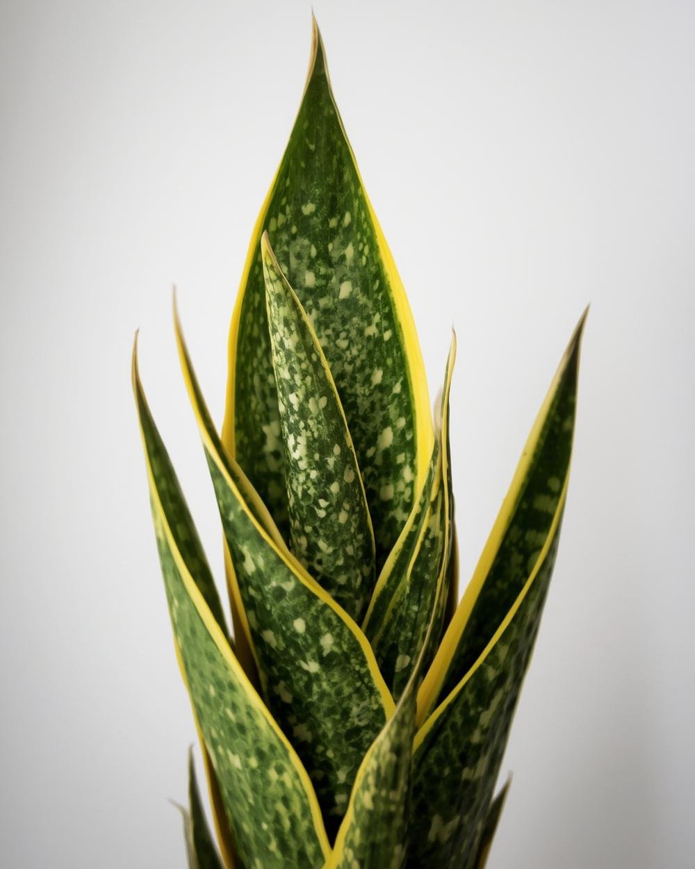 snake plant