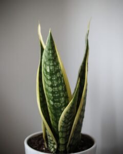 snake plant