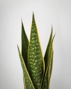 snake plant
