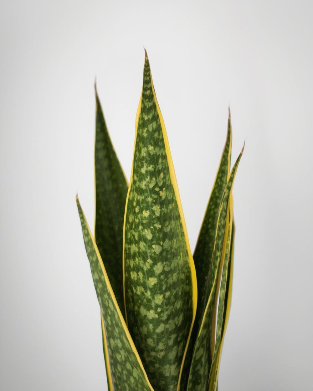 snake plant