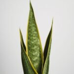 Snake Plant Care Guide: Benefits, Watering & Light
