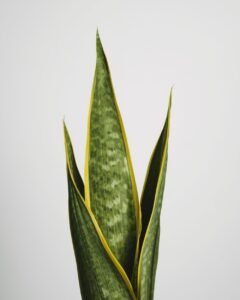 snake plant